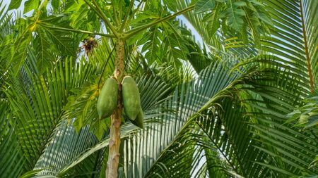 One papaya tree with green ripe papaya fruits