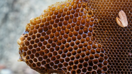 Honeycomb without honey or bees in front of grey background in natural surrounding.の写真素材
