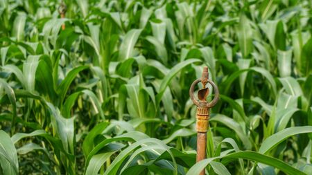 Corn field with inactive rusty irrigation sprinkler