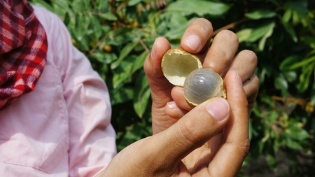 Longan (Dimocarpus longan) open and peeled held by two woman hands