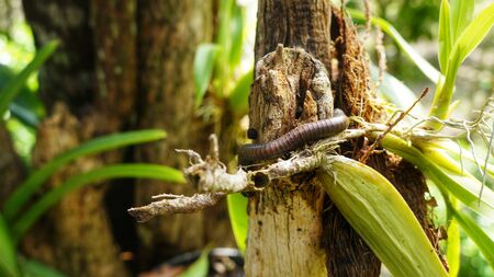 caterpillar creeping on plant in natural surroundingの写真素材