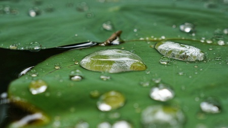 Raindrops on green lotus leaf. Partly focused.