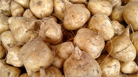 Heap of brown organic healthy vegetable rootsの写真素材