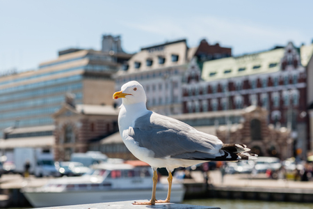 Big Seagull standing on Helsinki Market Square.の写真素材