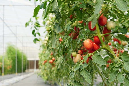 Fresh Tomatoes plant growing in field garden,Red ripe tomatoes in a greenhouse,copy space