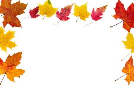 Frame from autumn colorful leaves of different types on a white background.の写真素材