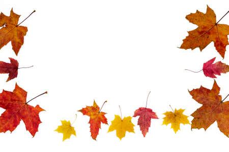 Frame made of autumn leaves, orange and yellow and different types on a white background.の写真素材