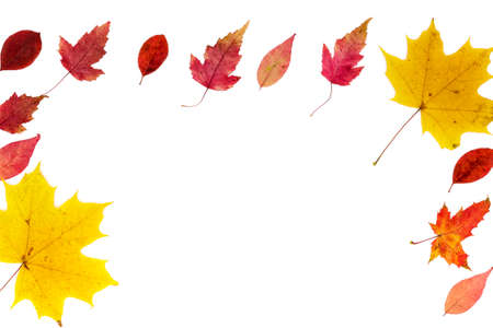 Frame made of autumn leaves, orange and yellow and different types on a white background. Horizontal photoの写真素材