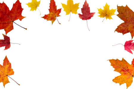 Open frame made of autumn leaves of different colors and different types on a white background.の写真素材