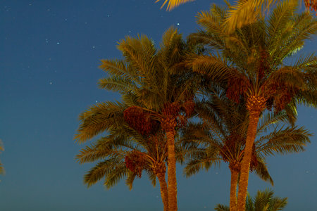 The tops of the Palm trees against the background of the night skyの写真素材