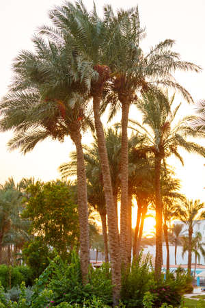 Date palm trees are on the background of the sunset sky. Vertical photoの写真素材