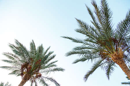 Date palm leaves on a background of blue sky Horizontal photo.の写真素材