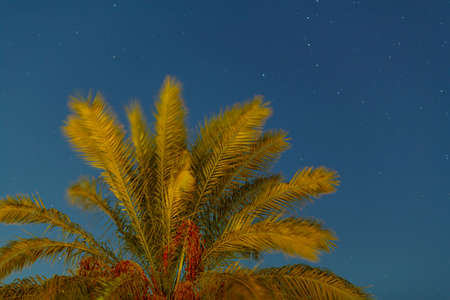 The tops of the Palm before sunset against the background of the evening sky. Horizontal photo