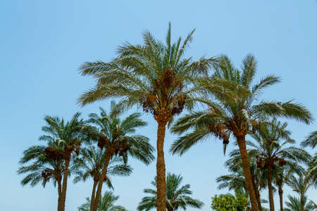 The tops of the Palm before sunset against the sky. Horizontal photoの写真素材