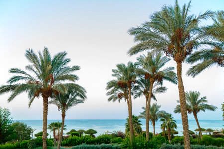 date palms on a background of blue sky and sea. Horizontal photo.の写真素材