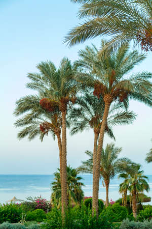 date palms on a background of blue sky and calm sea. Vertical photoの写真素材