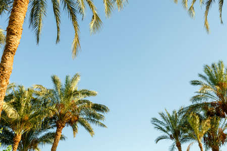 The tops of date palms against a blue clear sky. Horizontal photo.の写真素材