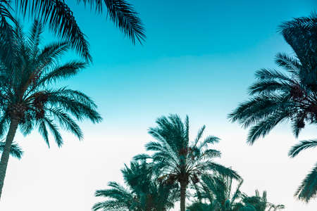 Landscape of date palms against the background of a purple sunset sky. Horizontal photoの写真素材