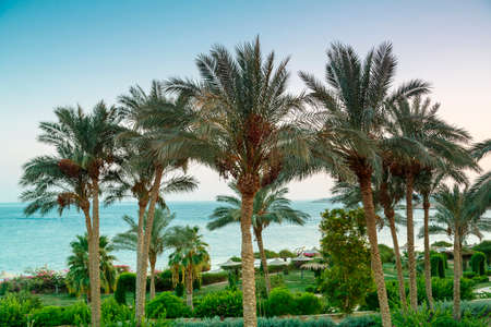 A landscape of date palms in the background of the sea and the shimmering purple sunset sky. Horizontal photoの写真素材