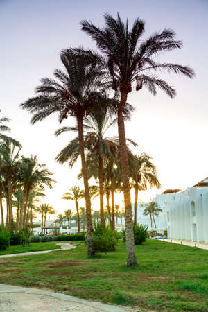 A landscape of date palms and green spaces against the evening sky and mountains in the background. Vertical photoの写真素材