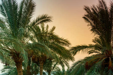 A landscape of date palms against the background of a crimson sunset sky. Horizontal photoの写真素材