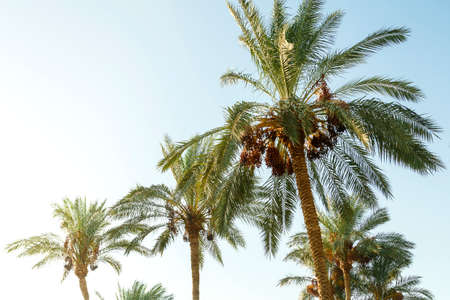 date palms on a background of blue bright sky. Horizontal photoの写真素材
