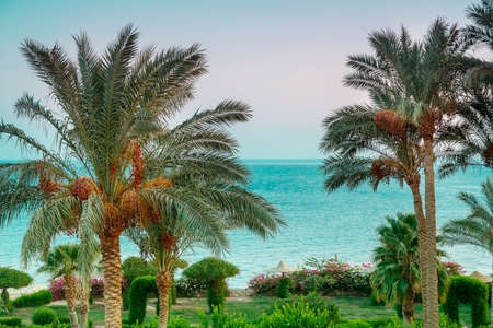 Landscape of date palms against the background of the sea and the purple sunset sky.の写真素材