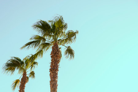 Palm trees on a background of blue sky green juicy leaves copy place.