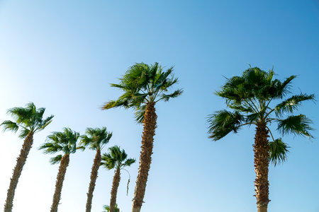 Palm trees date tops against the blue sky green juicy leaves.の写真素材