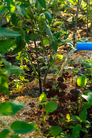 Watering tomato bushes with a stream of water from a watering can under the root. vertical photo