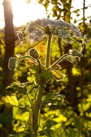 Hogweed is a poisonous weed plant in bloom growing in an abandoned field next to a forest. vertical photoの写真素材