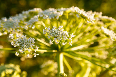 Hogweed poisonous plant flowering weed growing in an abandoned field. horizontal photoの写真素材