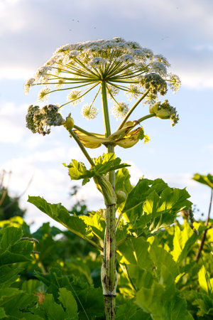 Hogweed is a poisonous weed that grows on the outskirts of the field and captures the...