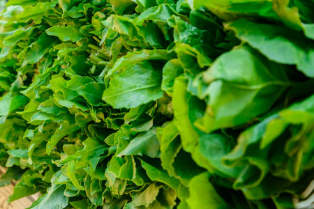 Fresh and fragrant greens on the market counter. horizontal photo