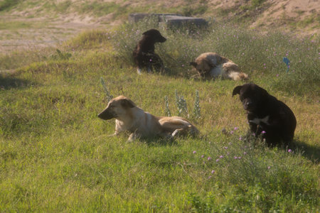 Stray stray dogs lie on the grass next to the cottages. horizontal photoの写真素材