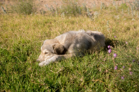 Stray homeless dog lies on the grass on a hot day. horizontal photoの写真素材