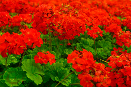Lushly blooming bush geranium in a flower bed with bright scarlet flowersの写真素材