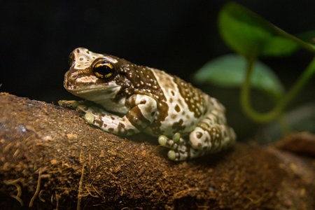 Tree frog toad in a terrarium on a wooden log. Horizontal photo.の写真素材