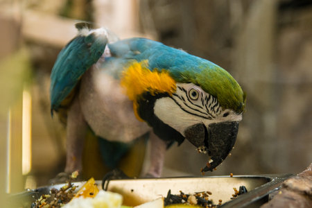 Blue and yellow macaws in a large enclosure on perches peck food from the ground. horizontal photoの写真素材