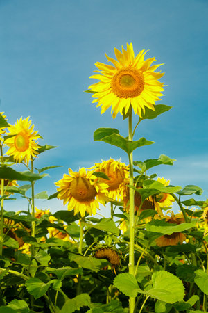 An endless field with bright yellow sunflowers on a sunny day against a blue sky a large sunflower in the foreground. Vertical photoの写真素材