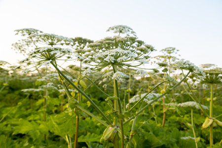 Hogweed thickets in the field large umbrellas blooming against the sky. Horizontal photo.の写真素材