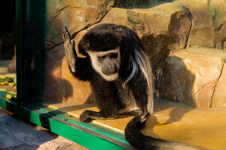 Funny black monkey in an enclosure grimacing. Horizontal photo.