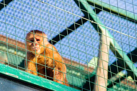 Funny funny monkey in the enclosure jumping on ropes and boards. Horizontal photo.の写真素材