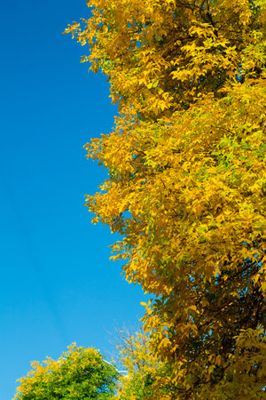 Crown of autumn trees golden leaves against the blue sky. Vertical photoの写真素材