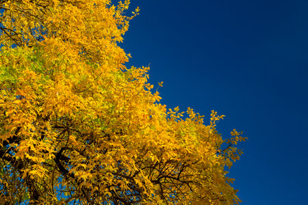 Crown of autumn trees golden orange leaves against the blue sky. horizontal photoの写真素材
