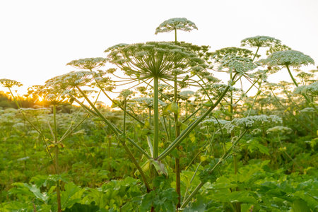 Hogweed thickets in the field large umbrellas blooming against the sky. Horizontal photo.