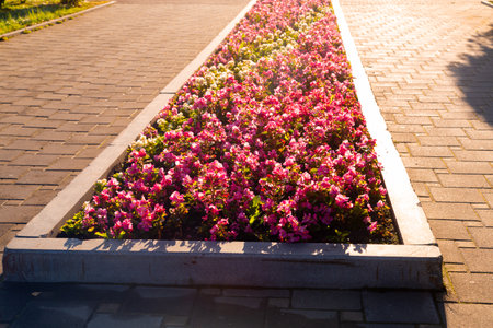 Pink petunia in a flowerbed on the sidewalk on a sunny day. Horizontal photo.の写真素材