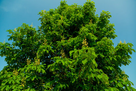 Green plants in the bush in the park blossomed under the sun. Horizontal photo.の写真素材