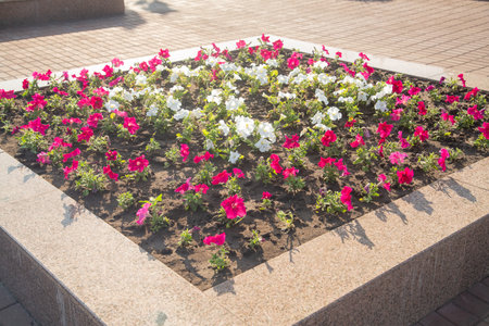 White burgundy petunias on a flowerbed under bright sun. Horizontal photo.の写真素材