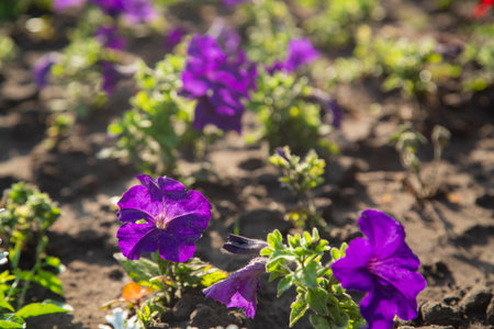 Purple petunias in a flowerbed under bright sun. Horizontal photo.の写真素材